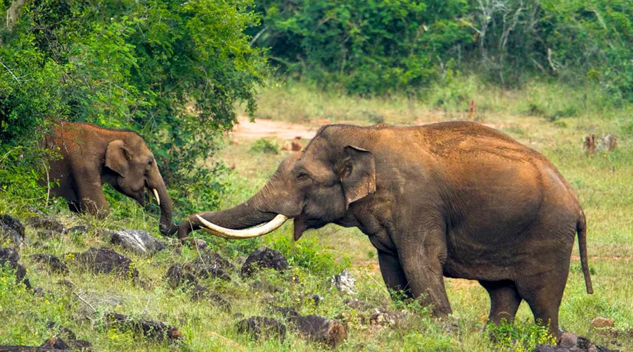 Peppara Wildlife Sanctuary